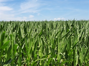 Fedagri Veneto, previsioni al rialzo dei prezzi del mais sul mercato nazionale